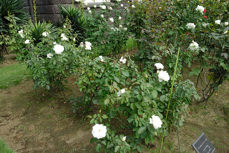 image0231