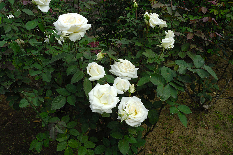 image0232