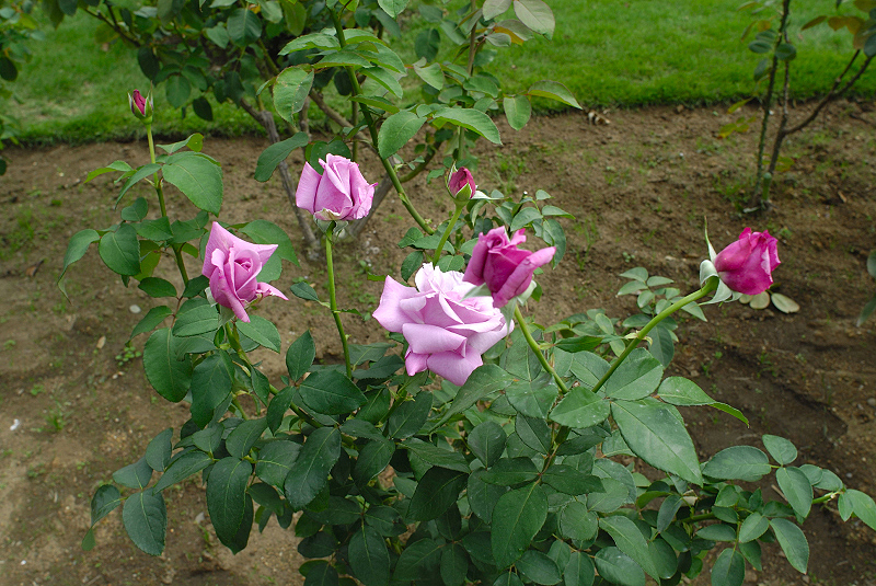image0237