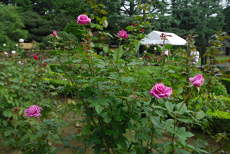 image0238