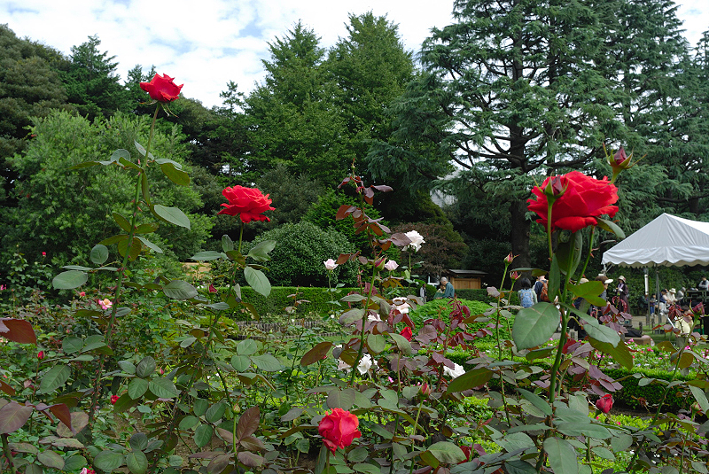 image0239