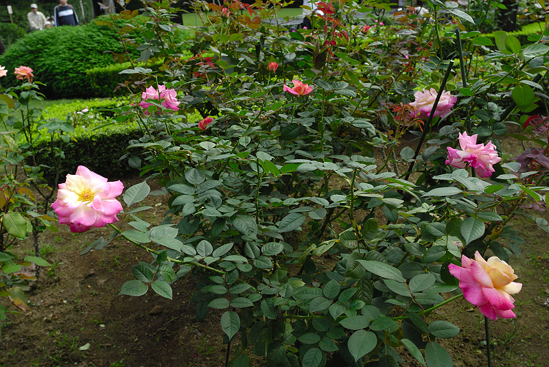 image0241