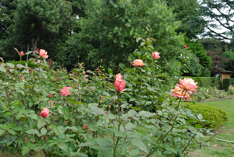 image0242