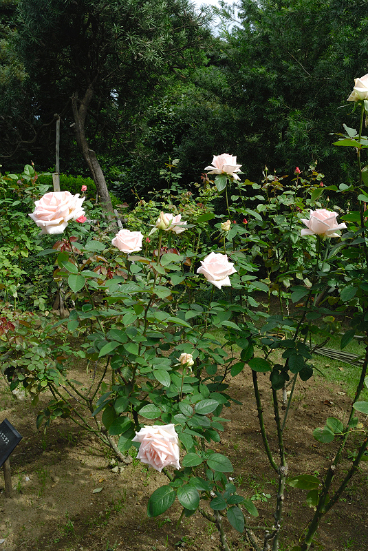 image0243