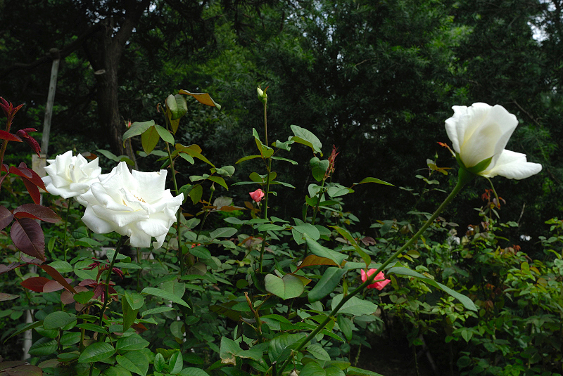 image0244