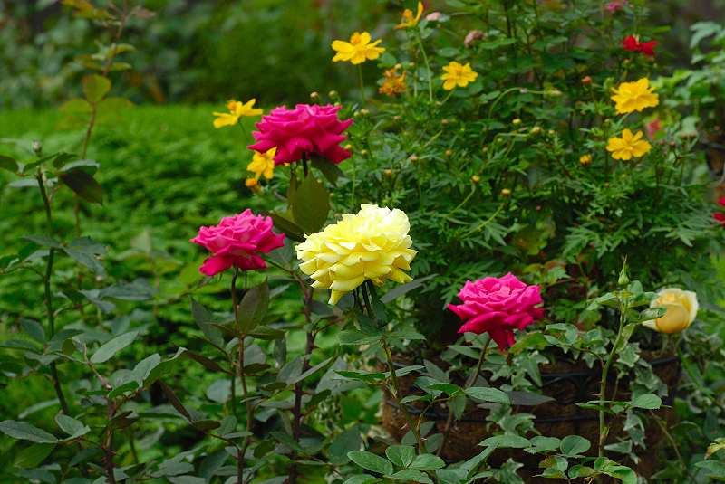 image0249