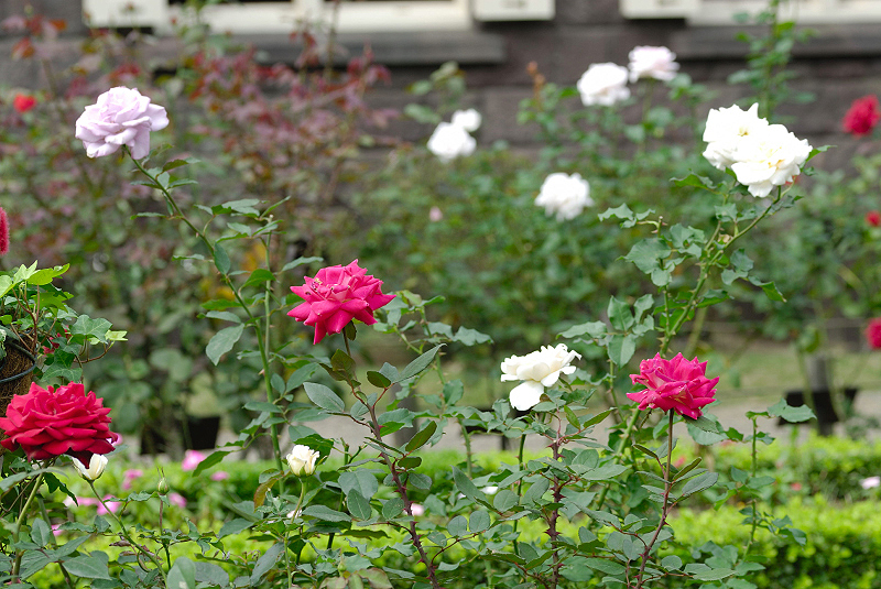 image0251
