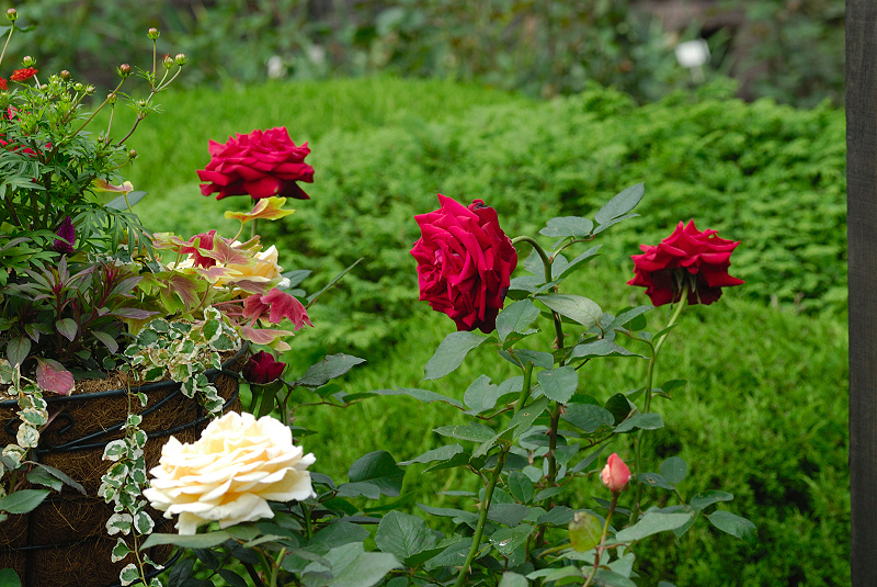 image0253