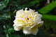 image0130