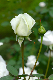 image0135
