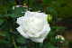 image0136