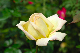 image0137
