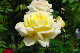 image0139