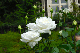 image0141