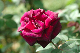 image0142