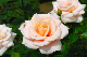 image0144