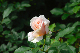image0148