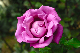 image0151