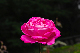image0155
