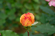 image0161
