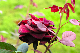image0163