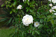 image0165