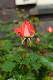 image0172