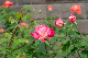image0174
