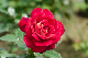 image0177