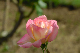 image0181