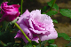 image0182
