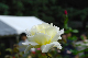 image0185