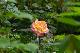 image0187