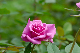 image0188