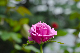 image0189