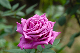 image0190