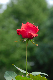image0194