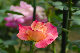image0198