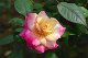 image0199