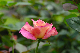 image0200