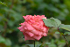 image0201
