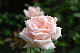 image0203