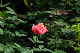 image0206