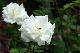 image0207
