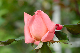 image0208