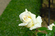 image0209