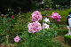 image0229