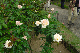 image0236