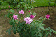 image0237