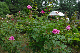 image0238